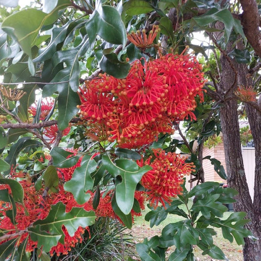 Firewheel Tree