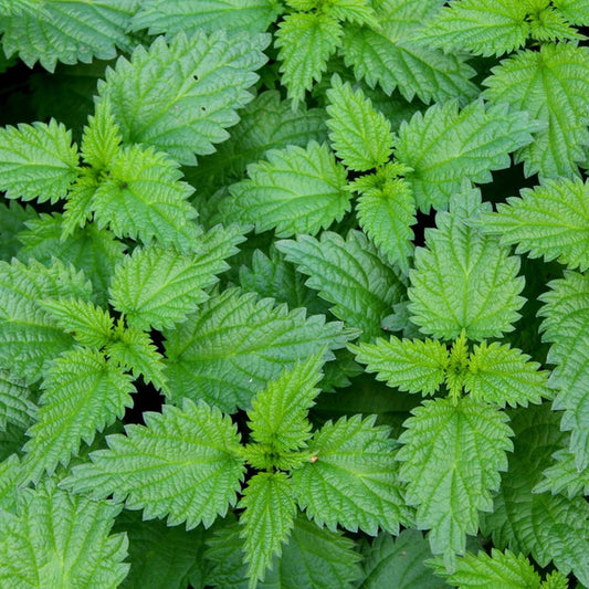 Stinging Nettle