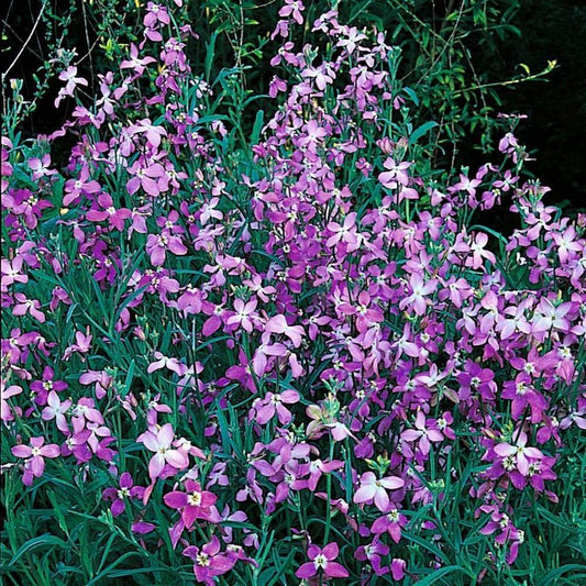 Stock - Evening Scented