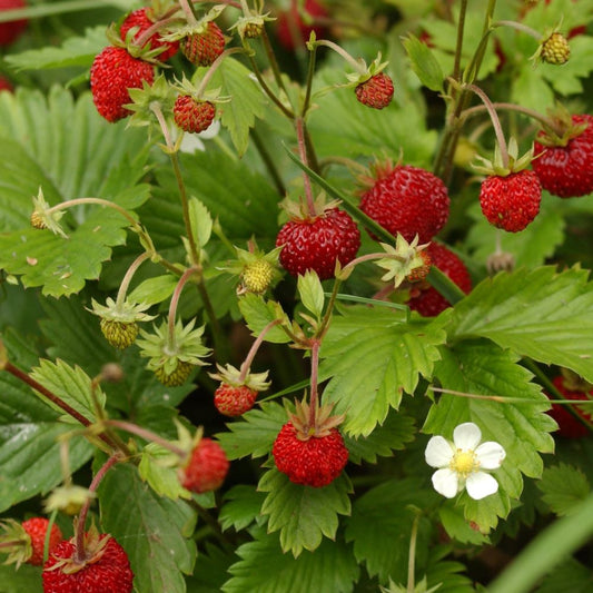 Strawberry - Alpine