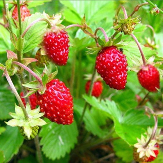 Strawberry - Alpine Regina