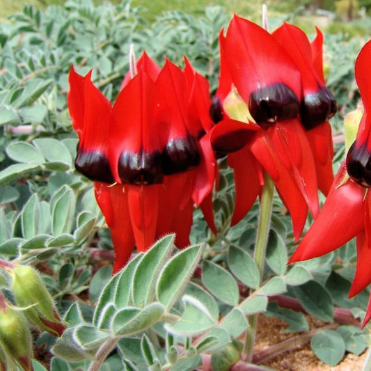 Sturt's Desert Pea