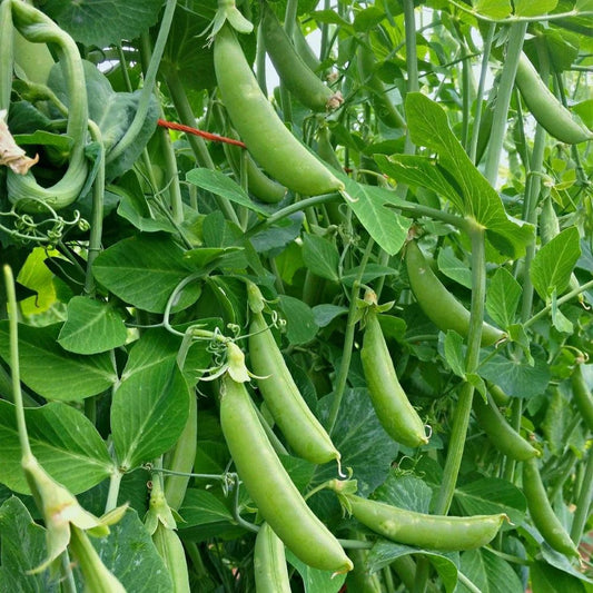 Sugarsnap Pea - Sugar Bon