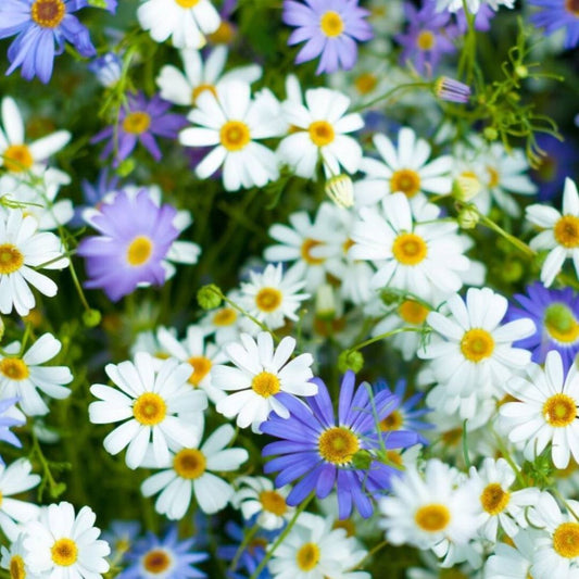 Swan River Daisy - Mixed Splendour