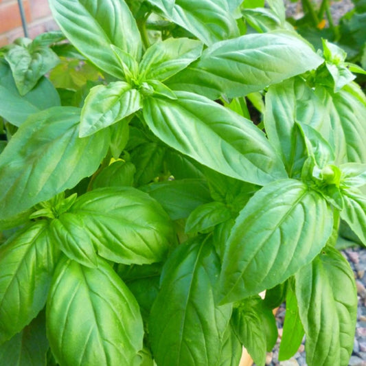 Basil - Sweet