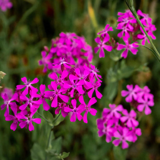 Sweet William Catchfly