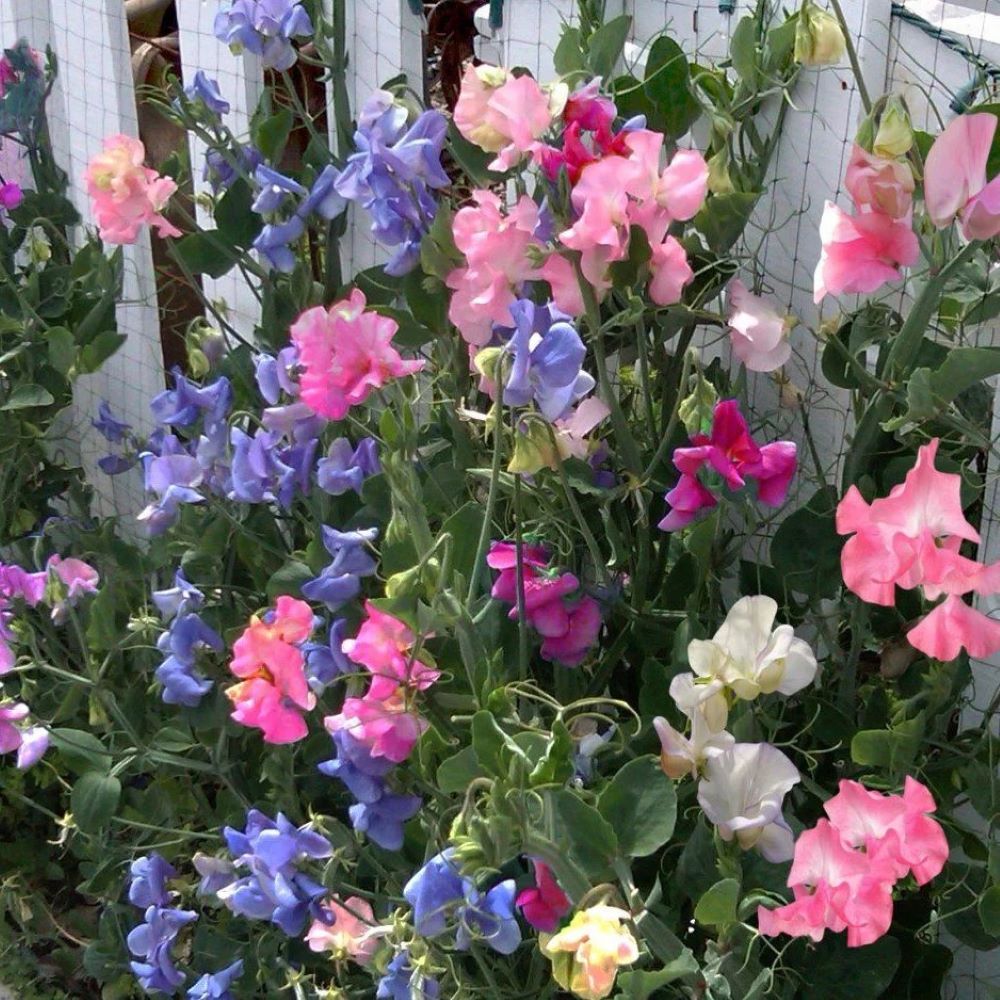 Sweetpea - Mix