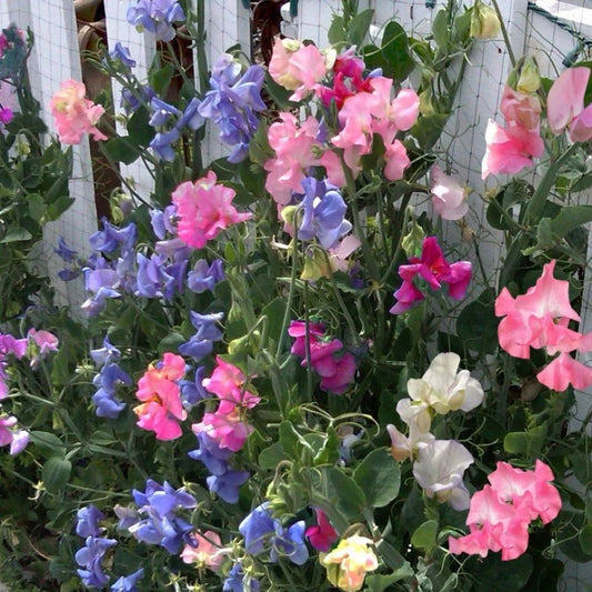 Sweetpea - Mix