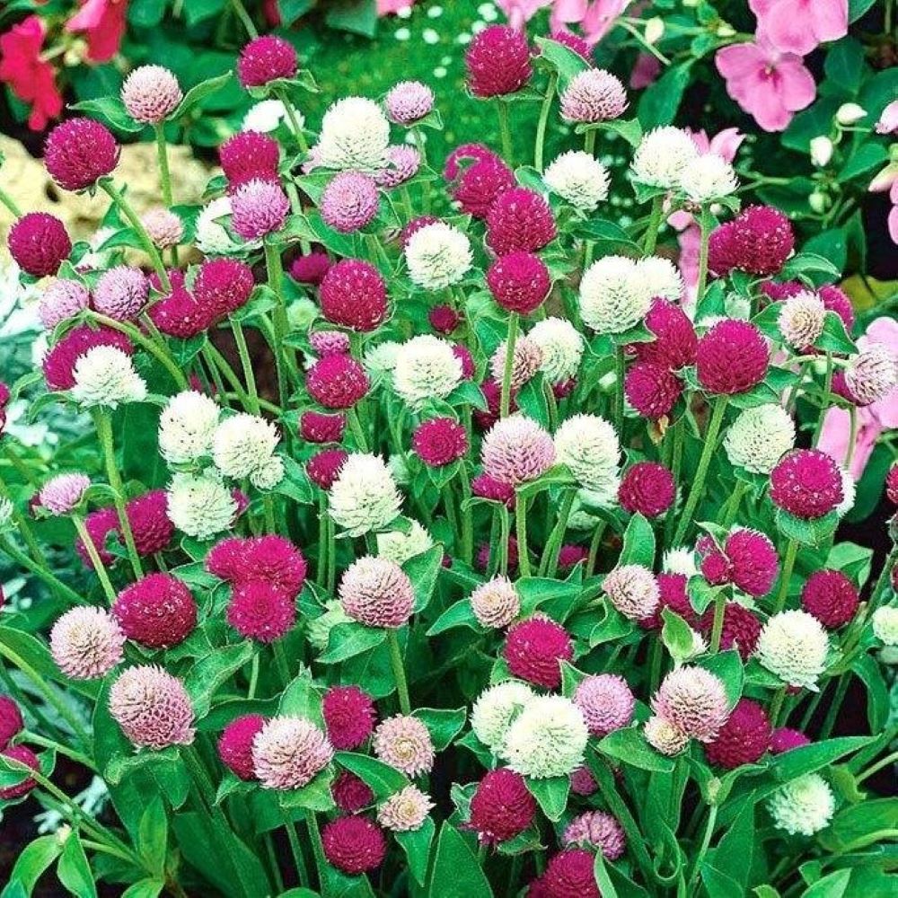 Globe Amaranth -Tall Mix