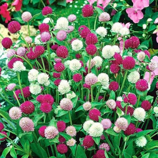 Globe Amaranth -Tall Mix
