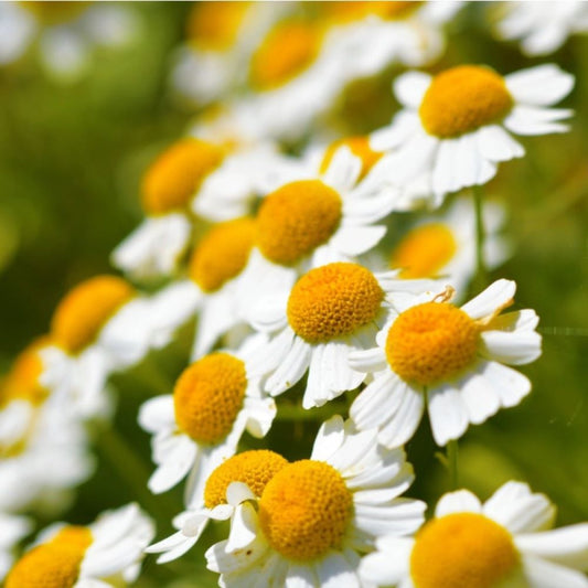 Feverfew - Tall Single