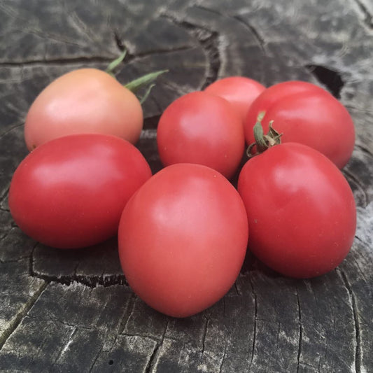 Tomato - Thai Pink Egg