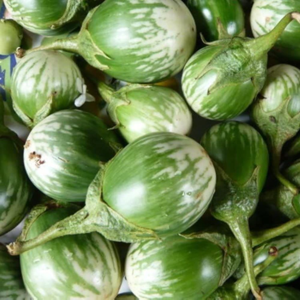 Eggplant - Thai Round Green