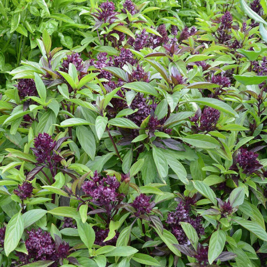 Basil - Thai Siam Queen