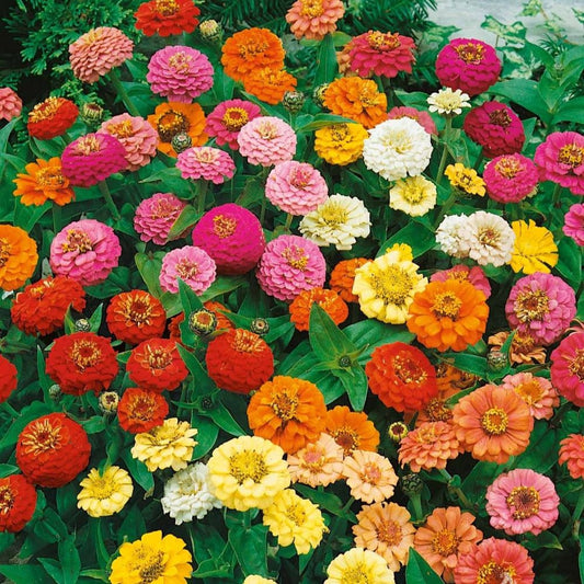 Zinnia - Thumbelina Dwarf Mix