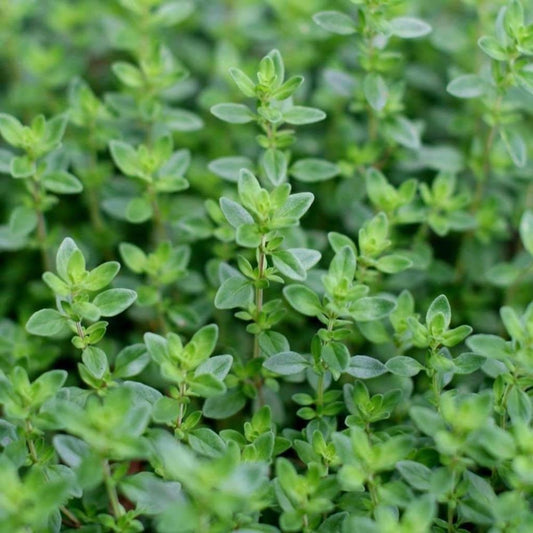 Summer Thyme