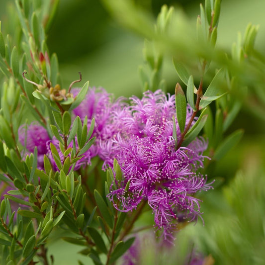 Thyme Honey Myrtle