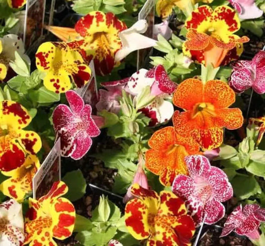 Tiger Monkey Flower - Mix