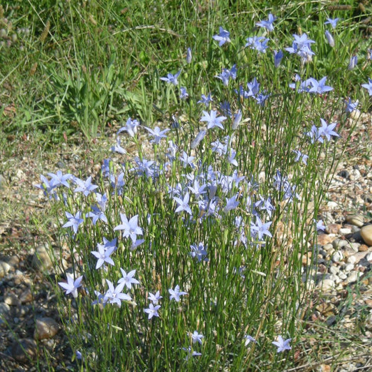 Tufted Bluebell