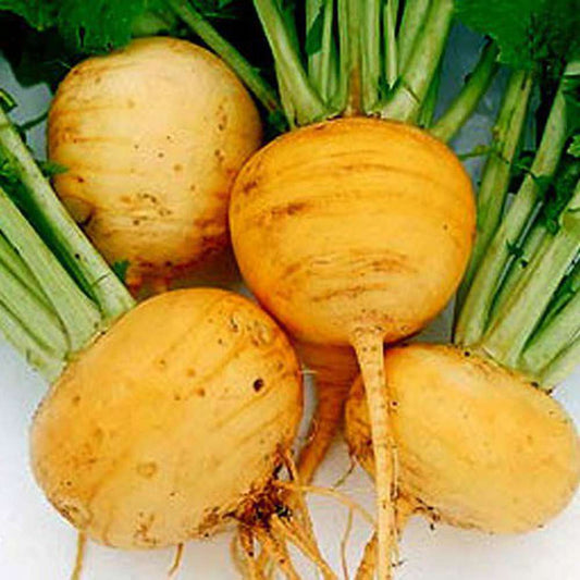 Turnip - Golden Globe