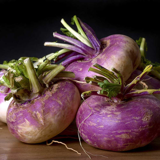 Turnip - Milan Purple Top