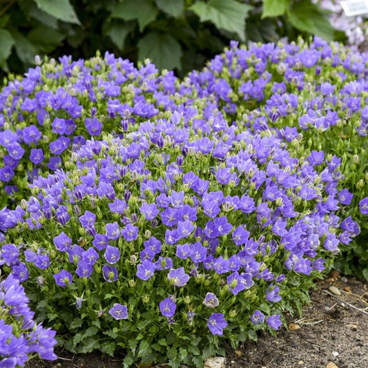 Tussock Bellflower - Blue