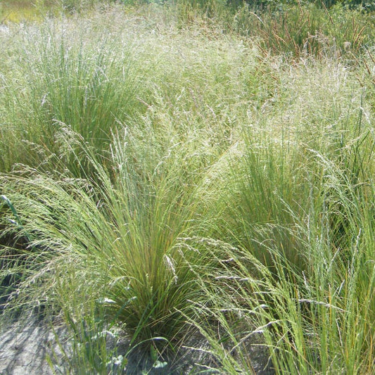 Tussock Grass