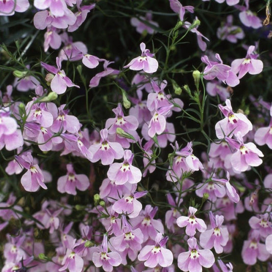 Lobelia - Twilight Lilac