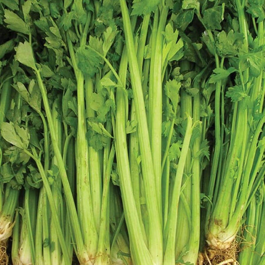 Celery - Tall Utah