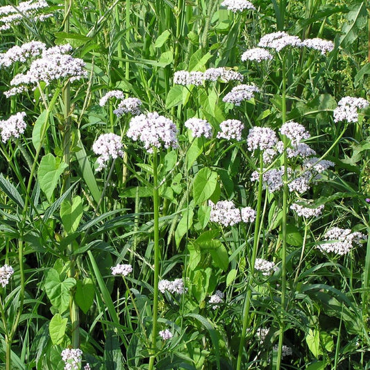 Valerian