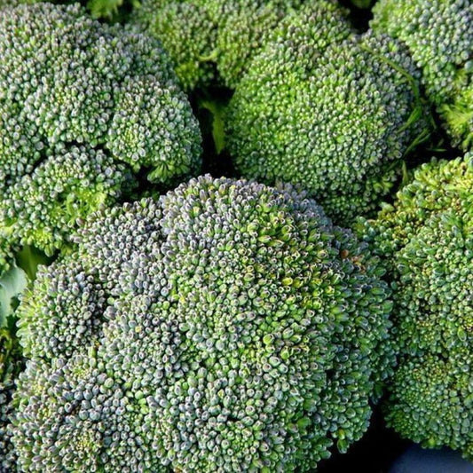 Broccoli - Waltham
