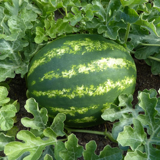 Watermelon - Warpaint