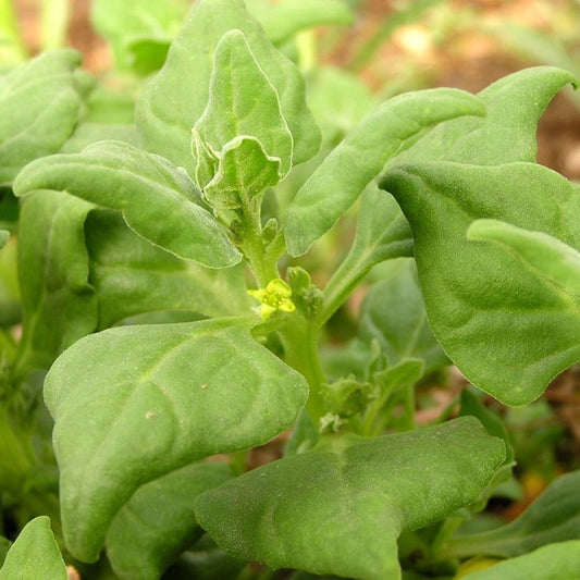 Warrigal Greens