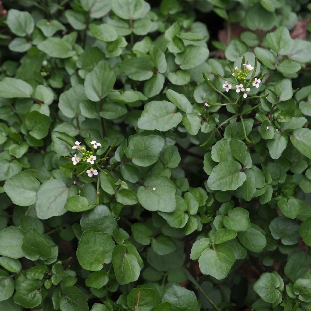Water Cress