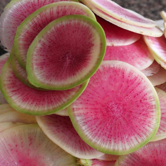 Radish - Watermelon