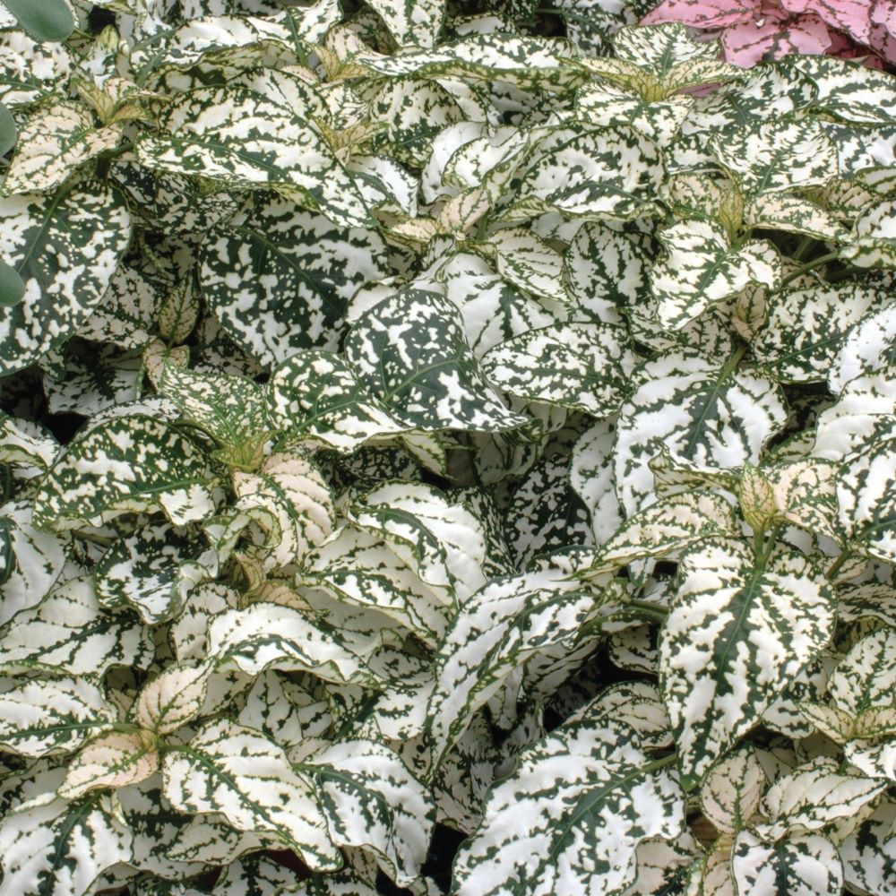 Polka Dot Plant - White
