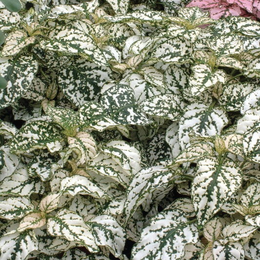 Polka Dot Plant - White