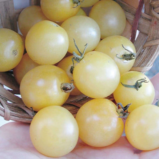 Tomato - White Cherry