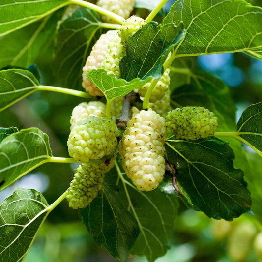 White Mulberry