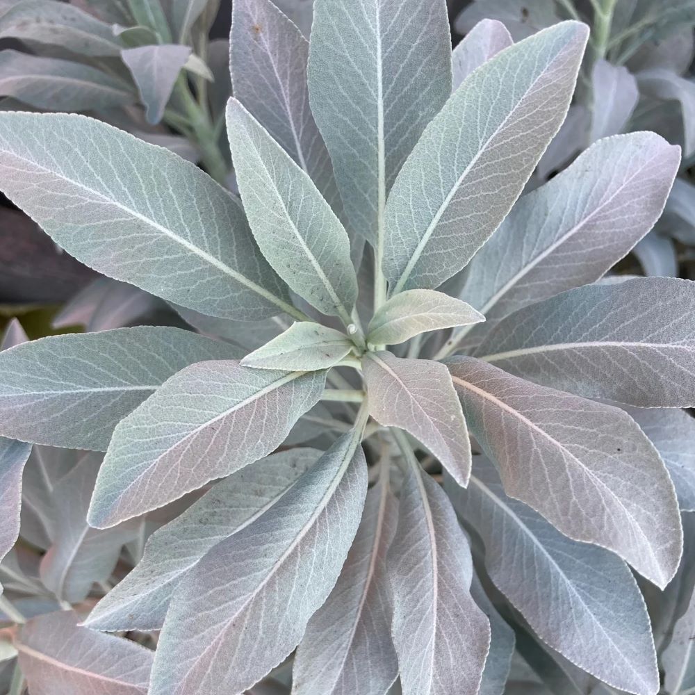 White Sage