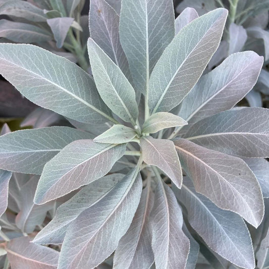 White Sage