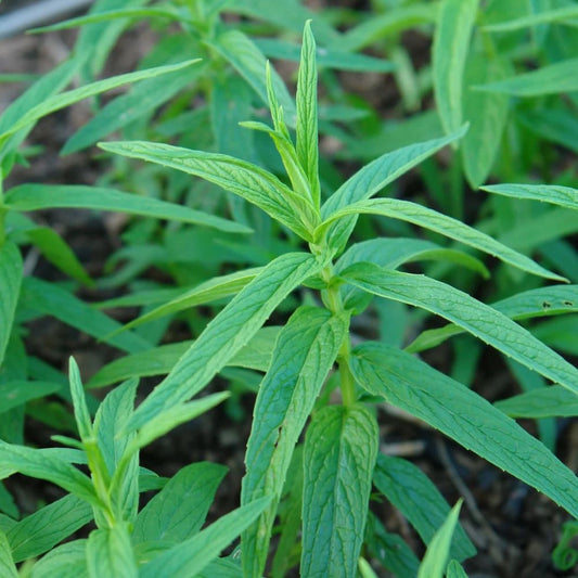 Wild Mint