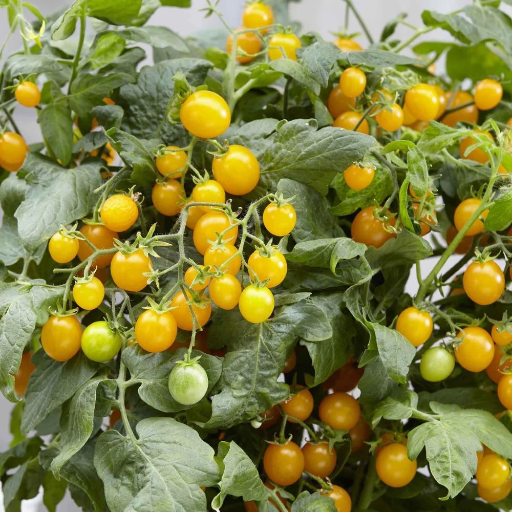 Tomato - Window Box Yellow