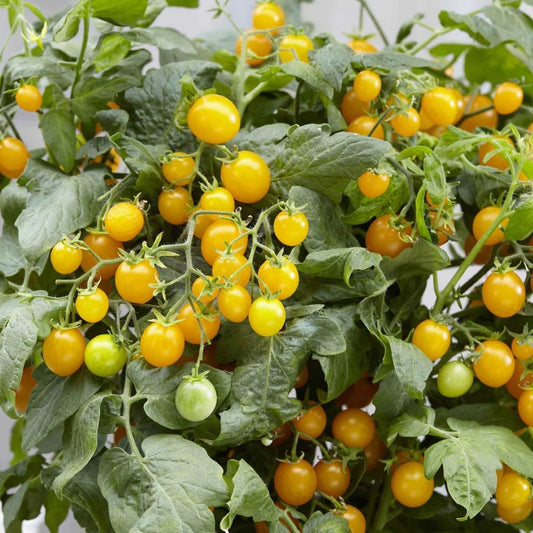Tomato - Window Box Yellow