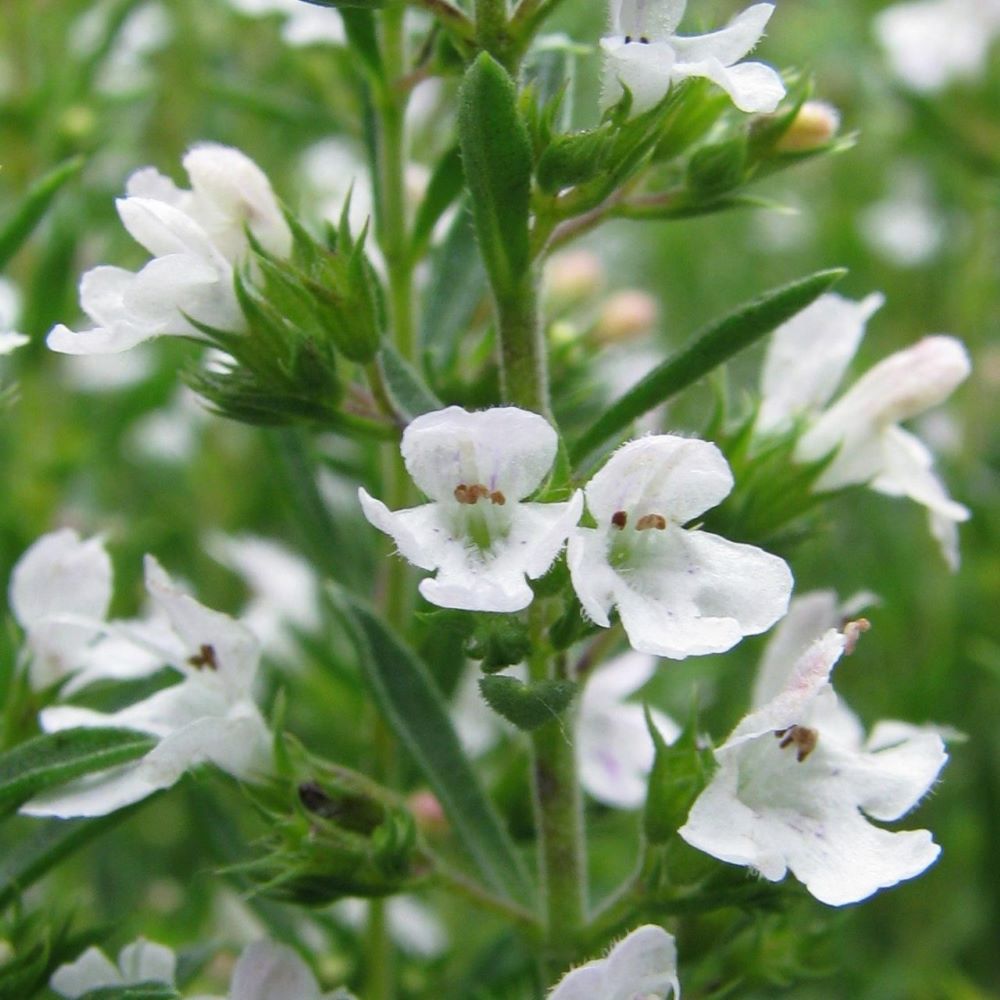 Winter Savory