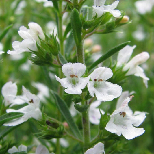 Winter Savory