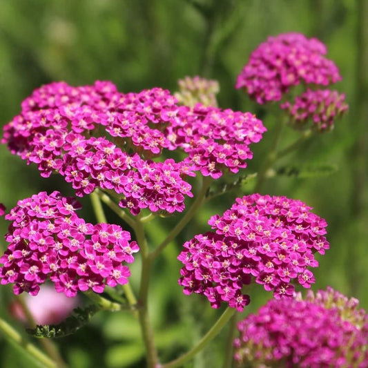 Yarrow - Cerise Queen