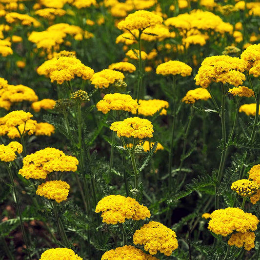 Yarrow - Cloth of Gold