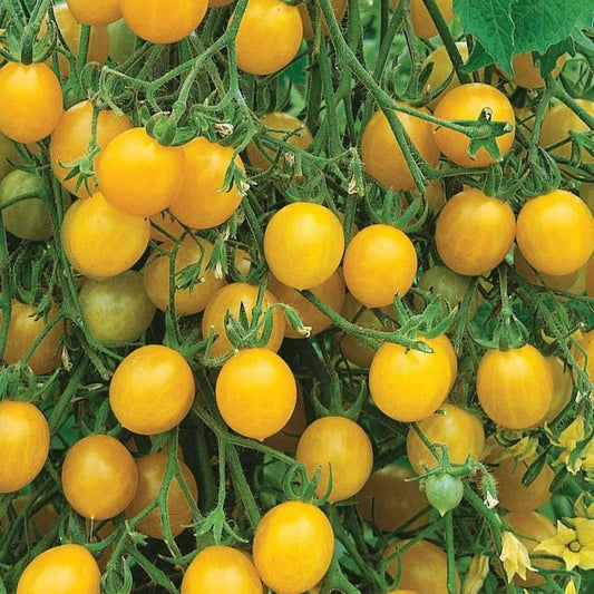 Tomato - Yellow Cherry Honey Bee