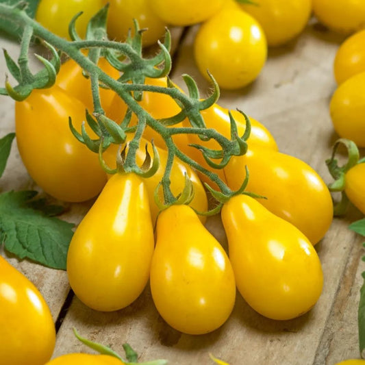 Tomato - Yellow Pear